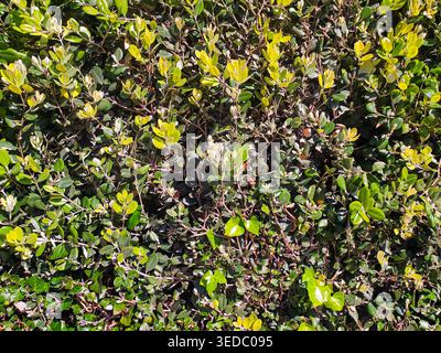 Üppig grüner Hecke Hintergrund mit dichten sunkissierten Blättern und organischen Texturen. Ideal für Gartenthemen, Landschaftskonzepte oder als lebendige Natur Stockfoto