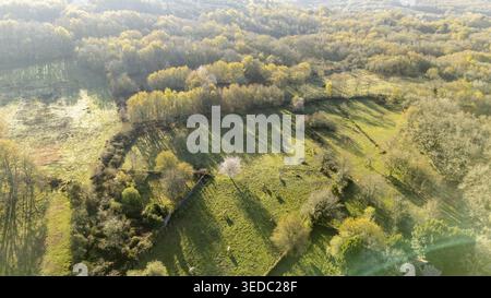Aus der Vogelperspektive auf einer grünen Wiese mit einem blühenden Baum umgeben von dichten Wäldern Provinz Ourense, Spanien. Stockfoto