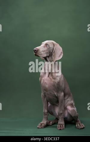 Der Hund sitzt ruhig mit einem fokussierten Gesicht vor einem schlichten grünen Hintergrund. Das Bild ist sauber und minimalistisch und unterstreicht die Haltung der Tiere. Stockfoto