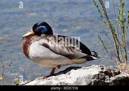 Männliche Stockenten auf Seegestein mit blauem Wasser und Quellvegetation in Obertraun, Hallstättersee, Österreich Stockfoto