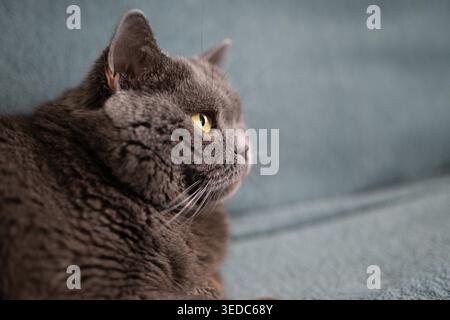 Graue britische Kurzhaarkatze im Profil, die auf Sofa mit weichem Hintergrund wegschaut, für einen ruhigen Lebensstil und ein Haustierkonzept Stockfoto
