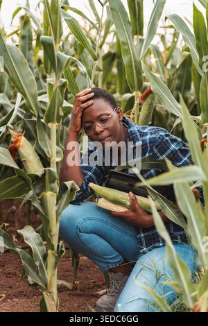 afroamerikanerin inspiziert Maisernte auf ihrem Feld, hält ein digitales Tablet und einige Maiskolben und sieht besorgt aus Stockfoto