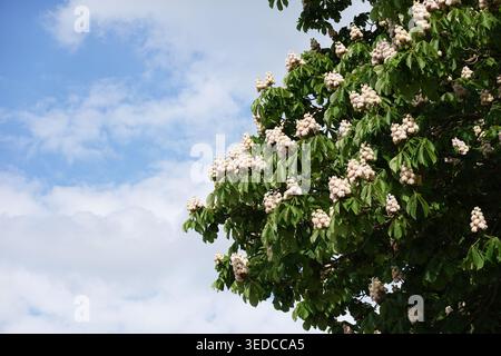 Blühender Rosskastanienbaum oder Aesculus hippocastanum Stockfoto