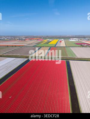 Aus der Vogelperspektive pulsierende Tulpenfelder in voller Blüte mit geometrischen Mustern aus roten, gelben und weißen Blumen unter einem klaren blauen Himmel in der Nähe von Keukenhof in Li Stockfoto