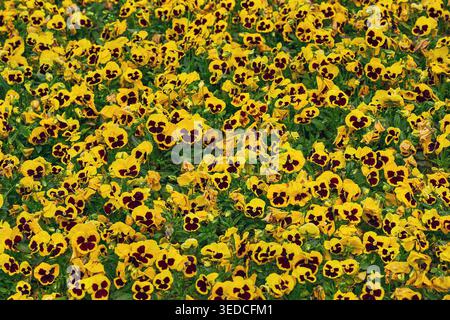 Gelber Stiefmütterchen-Blumenteppich in einem Garten. Lebendiges Bratschenblütenfeld, das im Frühjahr blüht. Natürlicher saisonaler floraler Hintergrund für botanisches Design, friedliche Natur und Parkkonzept. Stockfoto