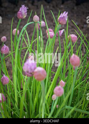 Schnittlauch mit violetten Blütenknospen und grünen Stielen im Garten. Nahaufnahme frischer Kräuter bei natürlichem Licht auf dunklem Boden. Stockfoto