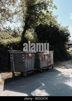 Straßenkatze ruht auf städtischen Mülltonnen in ruhiger Gasse. Offenes Stadtleben für streunende Tiere, Überleben, Vernachlässigung und alltäglichen urbanen Kontrast Stockfoto