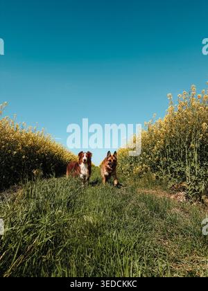 Zwei Hunde australischer und deutscher Schäferhund stehen auf grasbewachsenem Weg zwischen blühenden Rapsfeldern. Helle Frühlingslandschaft mit Hunden in Gelb Stockfoto
