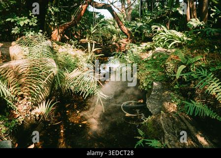 Eine ruhige Szene mit einem Bach, der durch üppiges Grün fließt, umgeben von lebendigen Pflanzen und Nebel, schafft eine ruhige natürliche Atmosphäre. Stockfoto