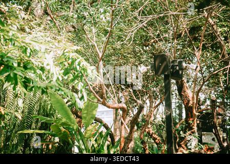 Eine lebendige Szene mit üppigem Grün mit verschiedenen Pflanzen und Bäumen in einer ruhigen botanischen Umgebung, beleuchtet von warmem Sonnenlicht, ideal für die Natur Stockfoto