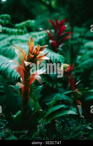 Eine atemberaubende Darstellung von lebhaften tropischen Pflanzen in auffälligen Farben mit üppigem Laub in einer ruhigen Gartenumgebung. Perfekt für die Natur Stockfoto