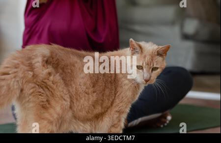 Ingwerkatze steht auf grüner Yogamatte im Wohnzimmer, mit grauem Sofahintergrund Stockfoto