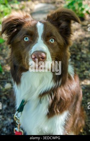 Nahaufnahme eines Collie-Hundes mit brauner und weißer Grenze, der direkt in die Kamera in einem Park blickt. Stockfoto