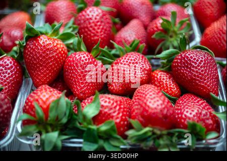 Frische Erdbeeren in durchsichtigen Kunststoffbehältern auf einem Markt tagsüber Stockfoto