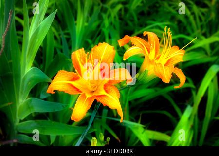 Zwei prächtige Lilien mit gelben und orangen Blüten, von vorne und im Profil gesehen, blühende Blumen in leuchtenden Farben Stockfoto