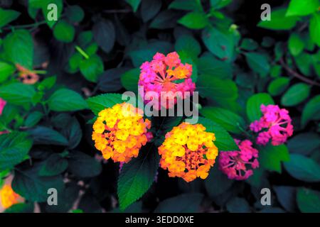 Lantana Camara Sträucher mit drei farbigen Sträuchern, südamerikanische rosa und gelbe Blüten blühen Stockfoto