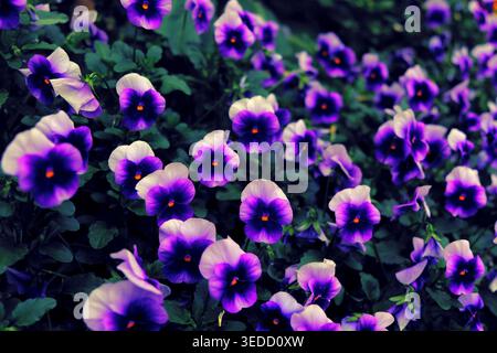 Blumenbeet pf schöne Veilchen, Büsche von lila Blumen, lebendige und romantische Landschaft Stockfoto