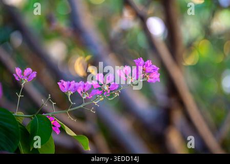 Eine atemberaubende Nahaufnahme eleganter lila Blumen vor einem verschwommenen grünen Hintergrund, die die Schönheit der Natur in lebendigen Farben einfängt. Das perfekte Bild f Stockfoto