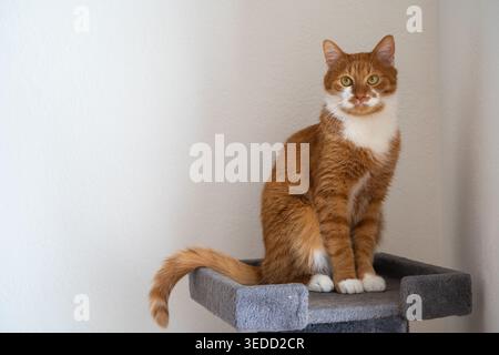 Ginger Domestic Ginger Orange Katze sitzt auf Katzenturm. Haustierhaus, Baum mit Kratzpfosten. Stockfoto