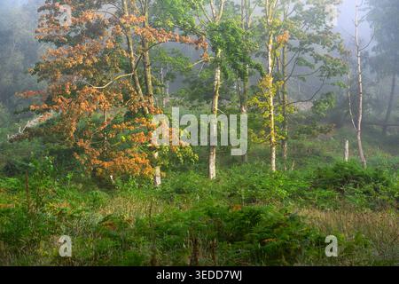 Herbstfarben an einem nebeligen Morgen in einem englischen Birkenwald. Lake District, Großbritannien. Stockfoto