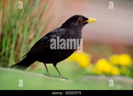Schwarzvogel (Turdus merula) männlich in bunten Blumenrand im Garten, Berwickshire, Schottland, Mai Stockfoto
