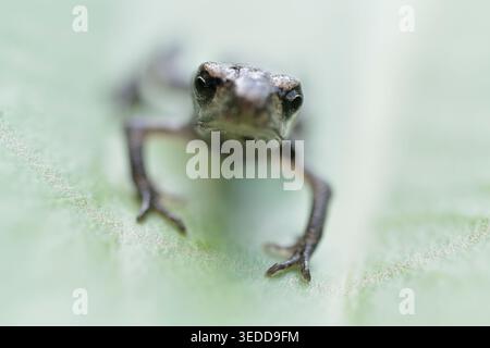 Bufo bufo (Bufo bufo) neu entwickelte Kröte auf Pflanzenblatt, nachdem sie aus einem Zuchtteich in Perthshire, Schottland, im Juli hervorgegangen ist Stockfoto