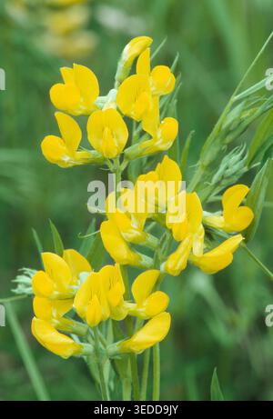 Wiese Vetchling (Lathyrus pratensis) Nahaufnahme von Blumen von Pflanzen, die am Straßenrand wachsen, Lochaber, Argyll, Schottland, Juni Stockfoto