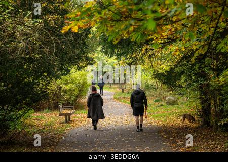 Besucher erkunden baumgesäumte Waldwege im Pollok Country Park, Glasgow, umgeben von lebhaftem Herbstlaub. Stockfoto