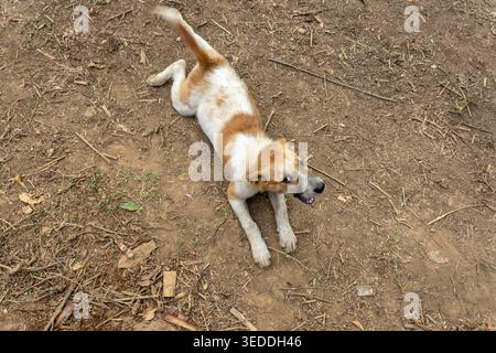 Verspielter brauner weißer Hund dehnt Körper auf trockenem Boden im Freien aussehend entspanntes friedliches Tier genießt warme natürliche Umgebung und fühlt sich ruhig happ Stockfoto