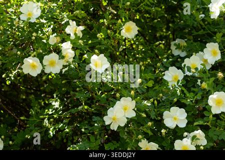 Weißer wilder Rosenstrauch blüht im Garten unter strahlender Sonne. Stockfoto