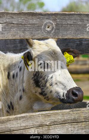 Weiße Milchkuh mit schwarzen Flecken hinter einem verwitterten Holzzaun, mit gelben Ohrmarken an beiden Ohren und dem Kopf nahe am Eber Stockfoto