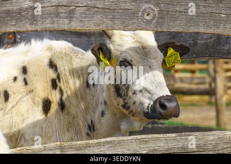 Weiße Kuh mit schwarzen Flecken, die hinter einem Holzzaun stehen, mit gelben Ohrmarken an beiden Ohren und dem Kopf, der nahe an den Brettern positioniert ist und das zeigt Stockfoto