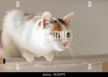 Eine niedliche Trikolore Hauskatze liegt auf einem Bett, das am Heizkörper befestigt ist und blickt in die Ferne. Stockfoto