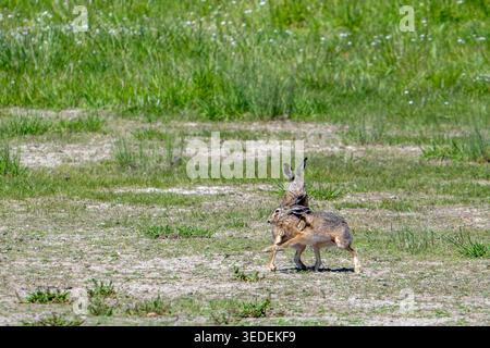 Europäische Braunhasen (Lepus europaeus) weiblich / Rehboxen / Kampf mit Männchen / Bock auf dem Feld während der Brutsaison März Wahnsinn im Frühjahr genannt Stockfoto