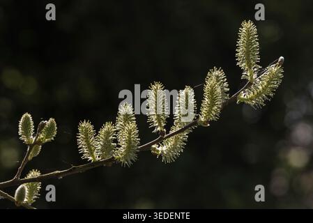 Weidenkätzchen (Salix sp.) in Rye Meads, Herts Stockfoto