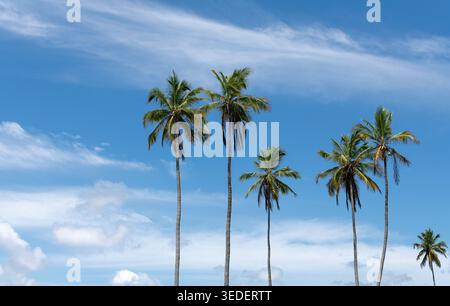 Palmen stehen hoch unter einem klaren blauen Himmel mit einigen Wolken. Diese Szene zeigt einen sonnigen Tag in einem tropischen Gebiet, möglicherweise in der Nähe von Wasser oder Strand. Stockfoto