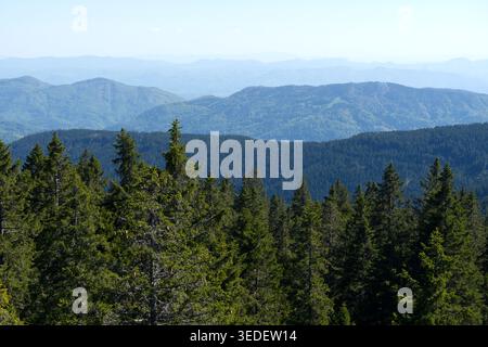 Ein majestätischer panoramablick auf sanfte Berggipfel, die in einem blauen Dunst in der Ferne verblassen. Der Vordergrund wird von einem üppigen, grünen Nadelbaum dominiert Stockfoto