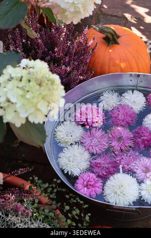 Herbstarrangement mit weißen und violetten Chrysanthemen, die in der Schüssel schweben, Kürbis und Heidekraut. Stockfoto