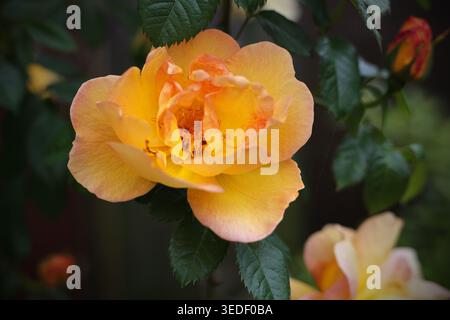 Gelbe Maggold-Kletterrose Einzelblume Stockfoto
