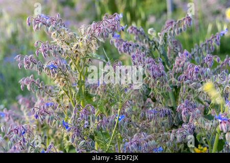 Eine Nahaufnahme zeigt Wildborretschpflanzen (Borago officinalis) in voller Blüte. Die charakteristischen sternförmigen blauen Blüten tauchen unter den haarigen Knospen A auf Stockfoto