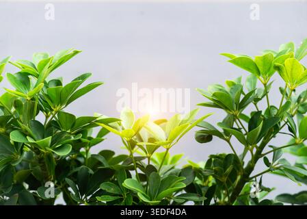 Dieses Bild fängt Sonnenlicht ein, das sanft durch leuchtend grüne Blätter filtert und eine ruhige Atmosphäre schafft. Die friedliche Naturszene symbolisiert Wachstum Stockfoto