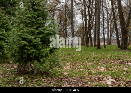 Kleiner Tannenbaum Im Park, Verstreute Braune Blätter Auf Dem Boden, Reihe Laubstämme Im Hintergrund, Moosflecken Und Weicher Boden, Schattige Baldachin-Kanten, Stockfoto