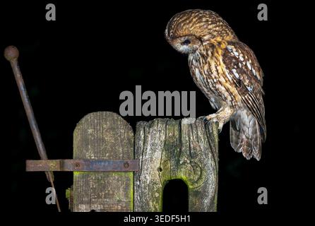 Tawny Owl, wissenschaftlicher Name: Strix Aluco, Nahaufnahme einer erwachsenen Tawny Owl, die auf einem rustikalen alten Bauernttor steht und nach unten starrt. Horizontal. Stockfoto