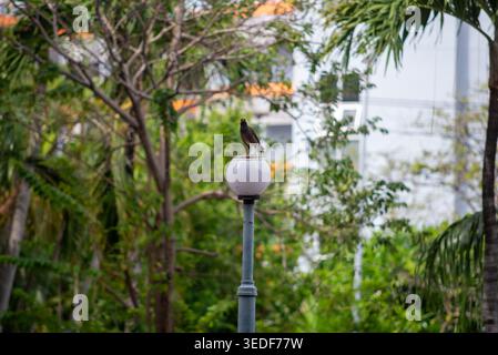 Eine ruhige Szene mit einem Vogel auf einer Straßenlaterne, umgeben von üppigem Grün in einem urbanen Park, der die Schönheit und Ruhe der Natur zeigt. Stockfoto