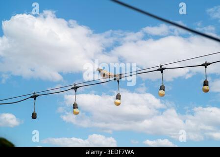Eine ruhige Szene mit einem Vogel auf einem Draht mit weichen Wolken und einem hellblauen Himmel. Dieses ruhige Bild fängt die Schönheit und Ruhe der Natur ein Stockfoto