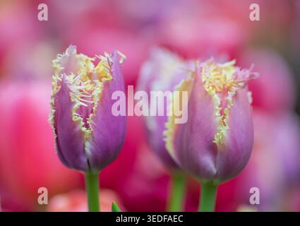 Violett-rosa Tulpenblüte, Tulpe „Cummins“, Fransen-Tulpe, weiche Nahaufnahme Stockfoto