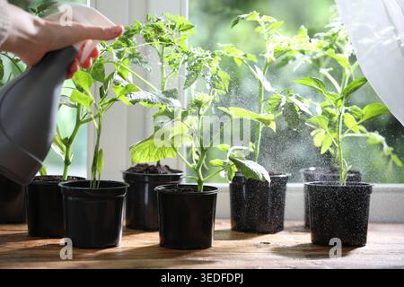 Frau sprüht Tomatensämlinge mit Wasser in der Nähe von Fenstern drinnen, Nahaufnahme Stockfoto