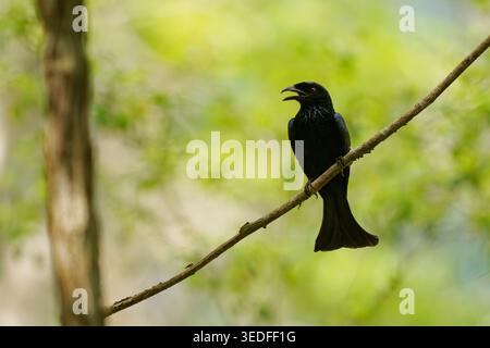 Wallacean Drongo Dicrurus densus auf einem Zweig, glänzendes schwarzes Gefieder, rote Augen, offene Rechnung, Ruf, Hintergrund grüner Wald, Wallacea, Indonesien, t Stockfoto