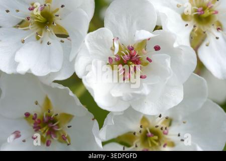 Nahaufnahme vieler Blütenstempel und Staubblätter von Birnenbaum in weißen Blüten. Stockfoto