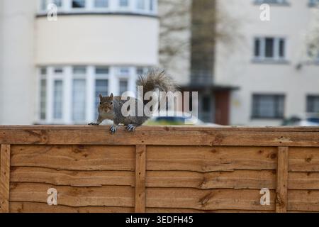 Kurioses Eichhörnchen steht auf Holzzaun in der Stadt Stockfoto